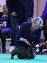 Crufts_dachshunds 1119